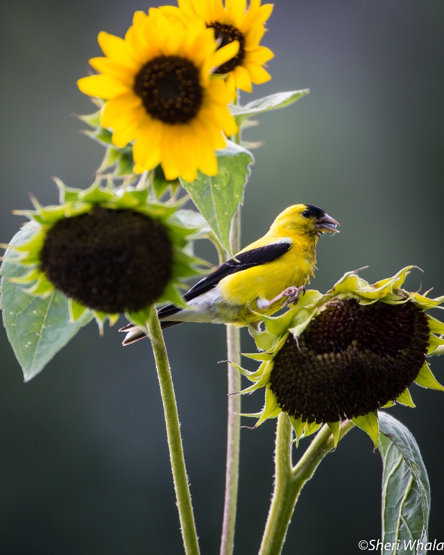Goldfinch and Sunflowers