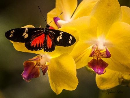 Butterfly Visits Yellow Orchid
