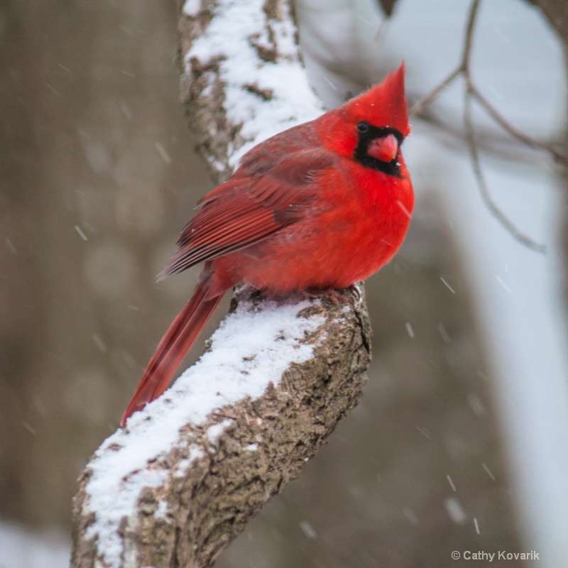 Cardinal In The Snow