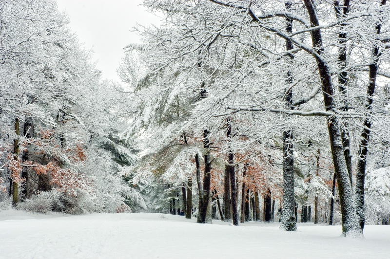 Into the Snowy Woods