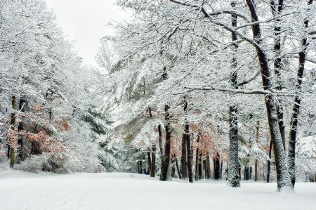 Into the Snowy Woods