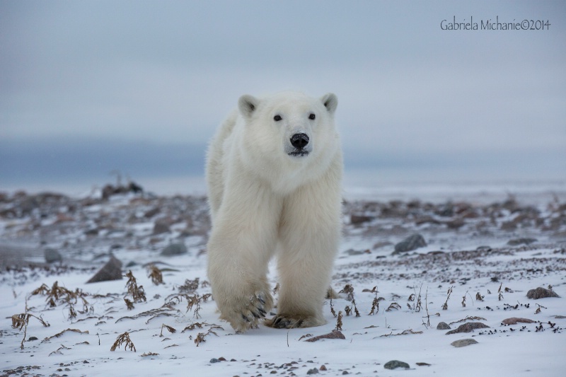 Curious Baby Polar Bear