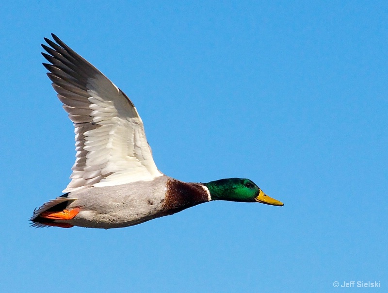 The Sky Is Mine!!  Mallard Duck In Flight 