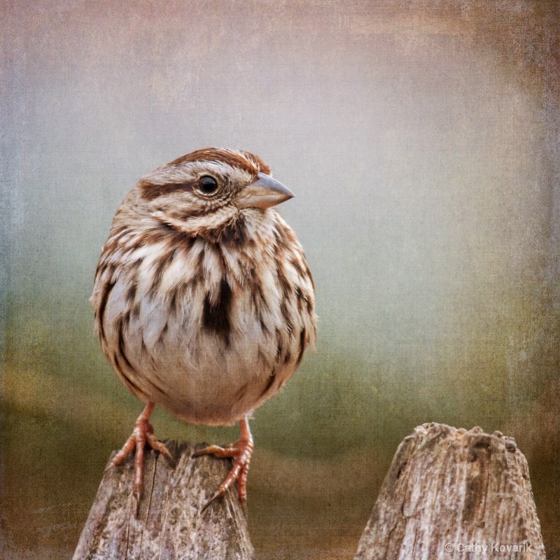 Song Sparrow