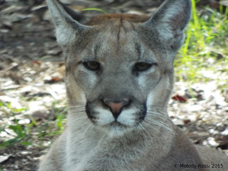 puma head shot