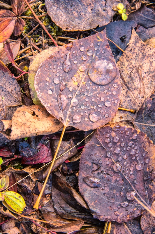 raindrops on fall aspen leaves -    larry citra - ID: 14812345 © Larry J. Citra
