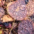 2raindrops on fall aspen leaves -    larry citra - ID: 14812345 © Larry J. Citra