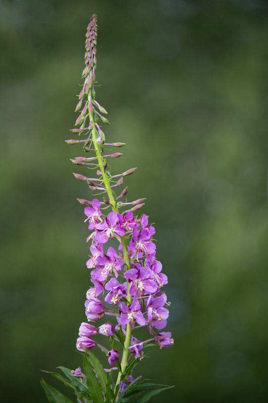 fireweed -    larry citra - ID: 14812346 © Larry J. Citra