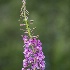 2fireweed -    larry citra - ID: 14812346 © Larry J. Citra