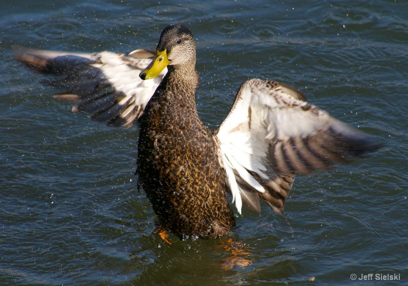Stretching My Wings!!  Mallard Duck In Water