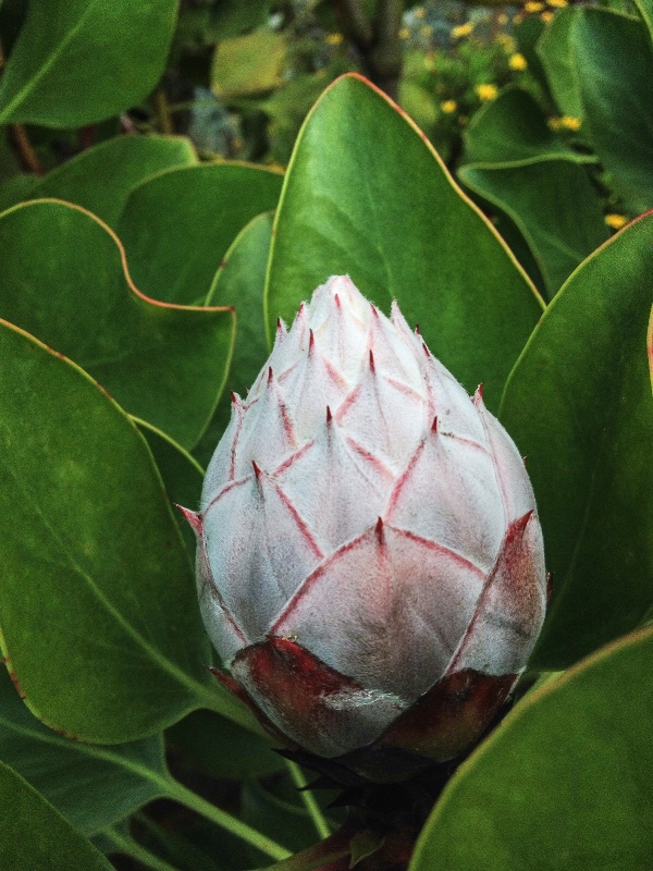 Maui Blossom Bud - ID: 14812672 © Larry J. Citra