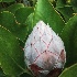 2Maui Blossom Bud - ID: 14812672 © Larry J. Citra