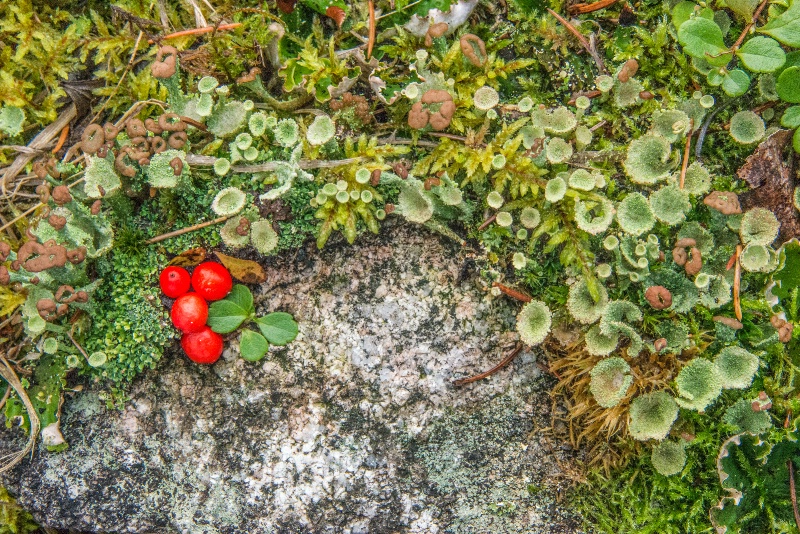 British Grenadier Fungus and Bunch Berries - ID: 14812675 © Larry J. Citra