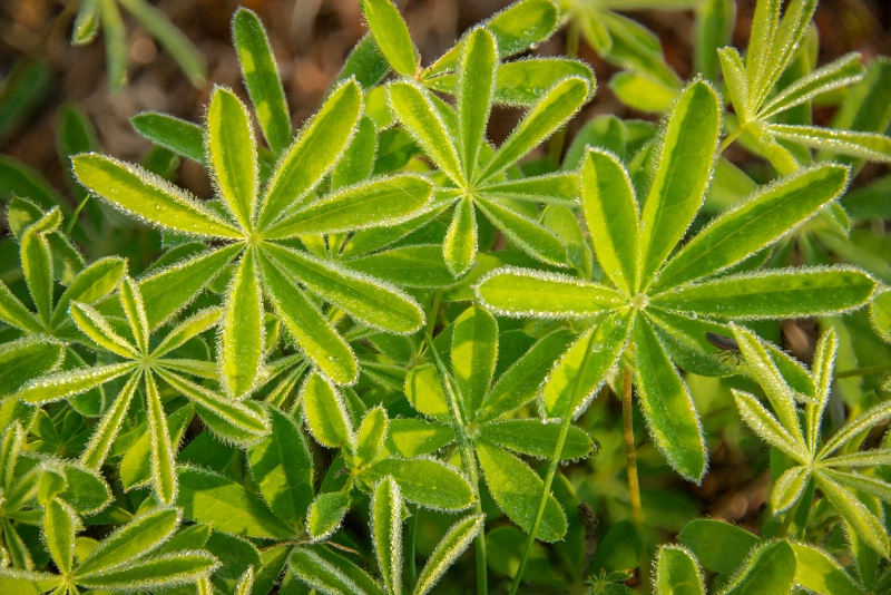 Dew on Lupin Leaves - ID: 14812680 © Larry J. Citra