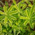 2Dew on Lupin Leaves - ID: 14812680 © Larry J. Citra