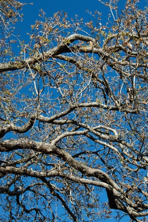 Nature's Lines & Color