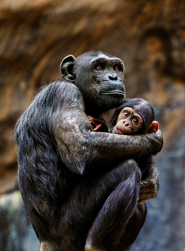 Always Safe In Mom's Arms