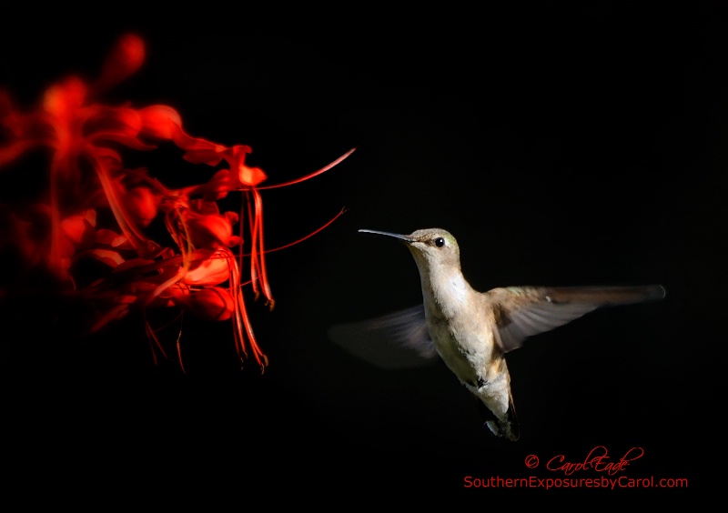 Can I Take A Sip - ID: 14812889 © Carol Eade