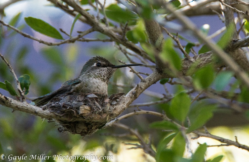 Nesting Humming Bird