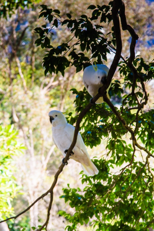 Two Cockatoos On A Branch