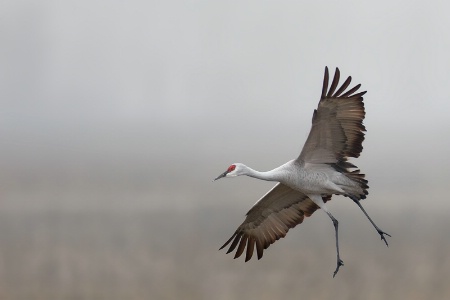 Sandhill Crane