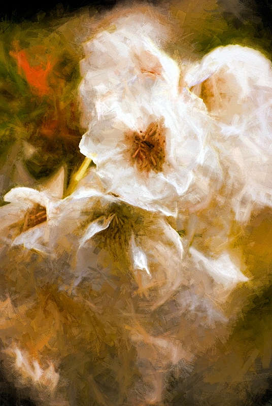 White Blossoms 1