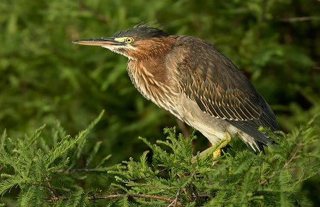 Young Green Heron