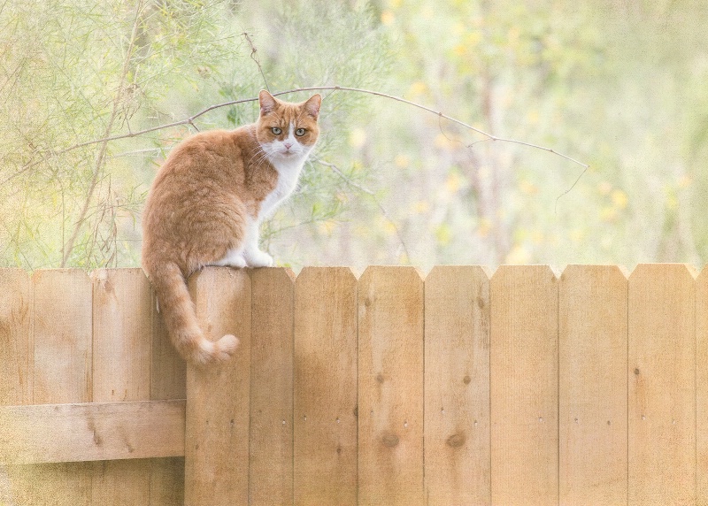 Nosy Neighbor