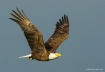 Eagle Flying Free