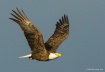 Eagle Flying Free