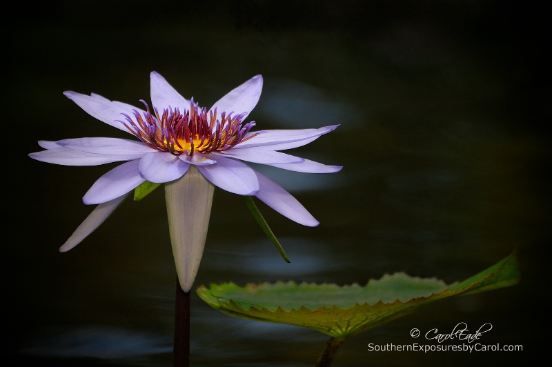 Water Garden - ID: 14813882 © Carol Eade