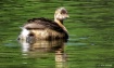 Pied Billed Grebe
