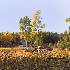 2old homestead - fall colors -    larry citra - ID: 14813891 © Larry J. Citra