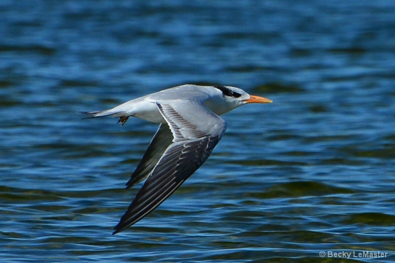 Fly Away Home!