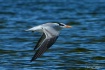 Fly Away Home!