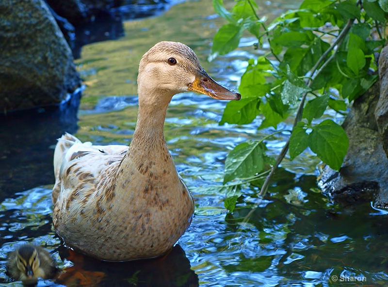 Ducking Undercover