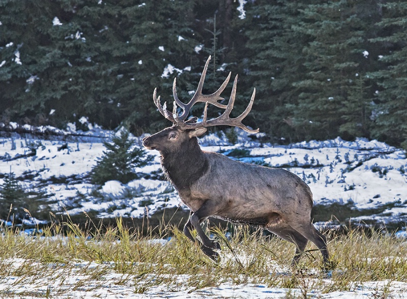 Bull Elk Charging    