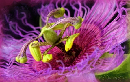 Passion Flower