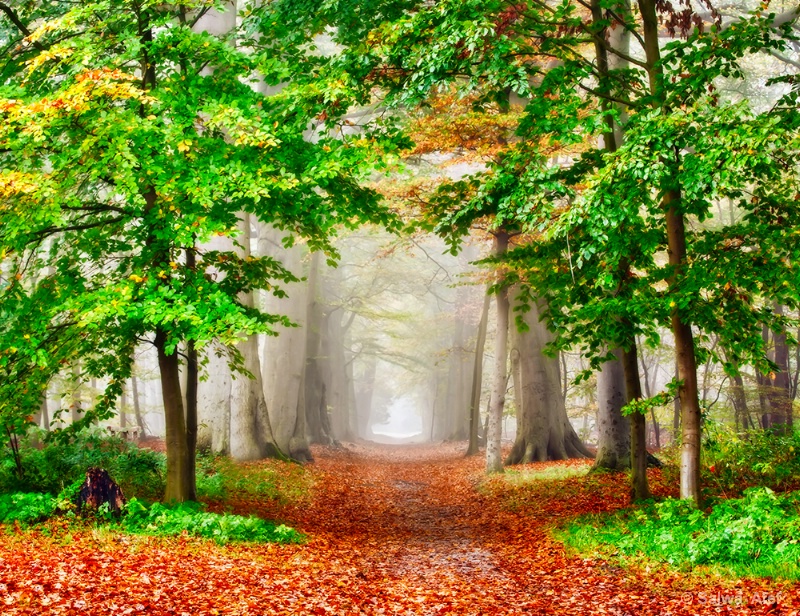 Misty Autumn Forest 
