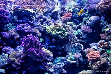 Coral Design