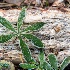 2frost on lupin leaves -    larry citra - ID: 14814491 © Larry J. Citra