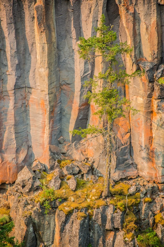 loan tree on the ledge  spahats creek -    larry c - ID: 14814506 © Larry J. Citra