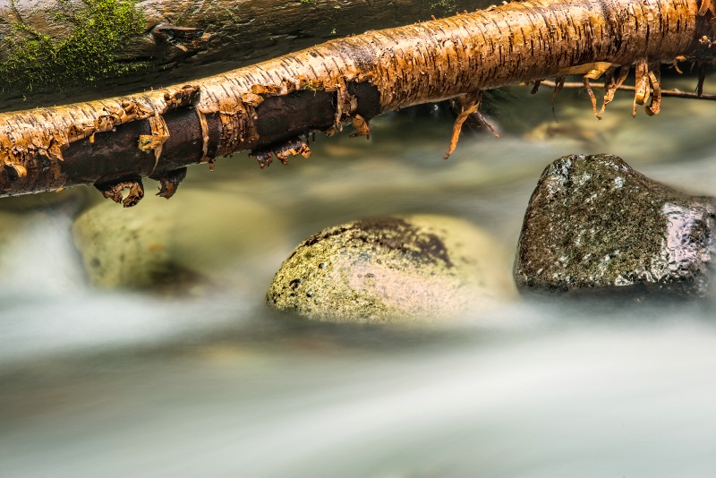 Birch and rocks  eakin creek -    larry citra