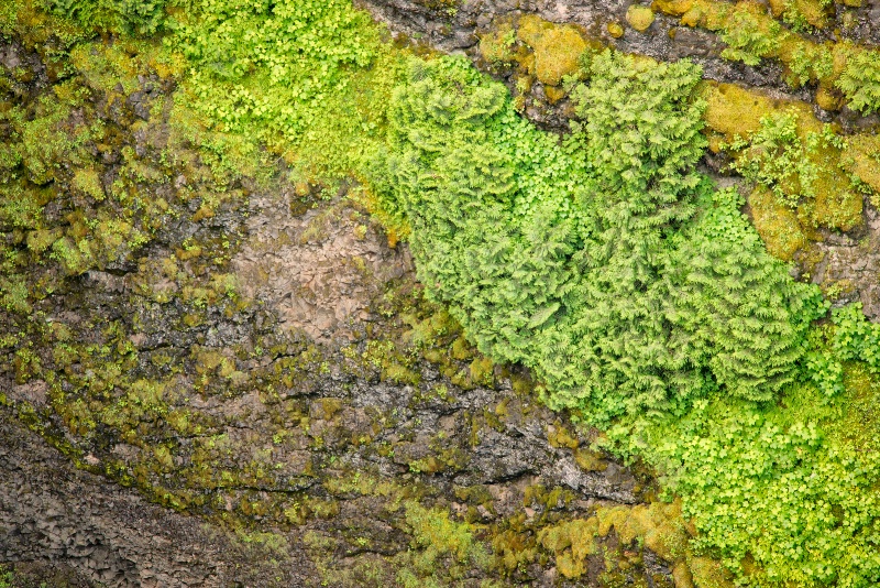 cedars on spahats creek canyon - larry citra - ID: 14814508 © Larry J. Citra