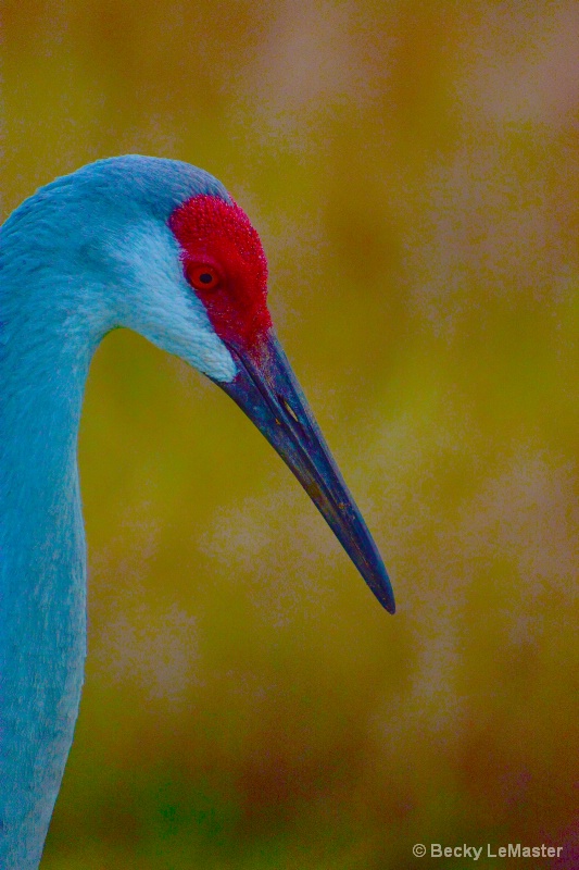 Sandhill Crane