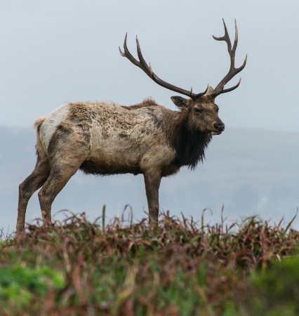 Point Reyes Tule Elk
