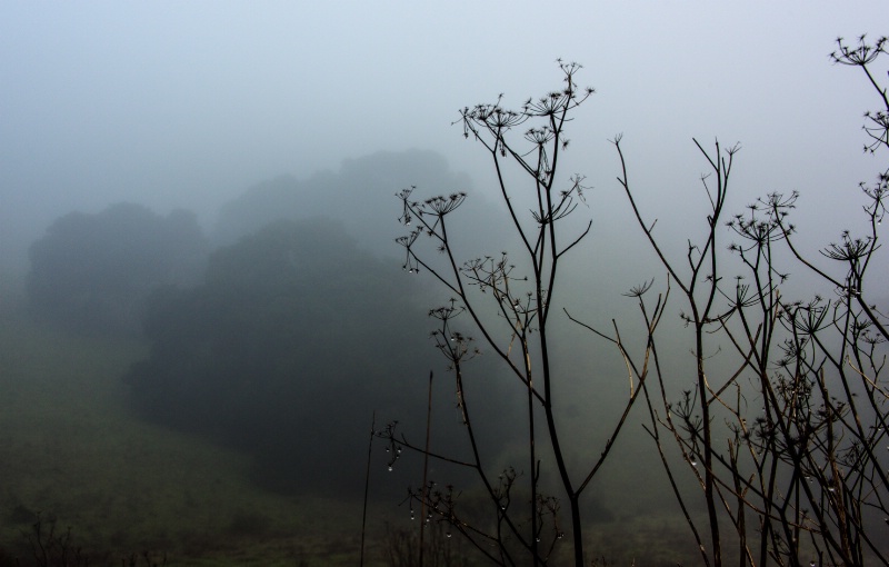 Point Reyes Fog III