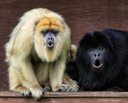 Howling Howler Monkeys