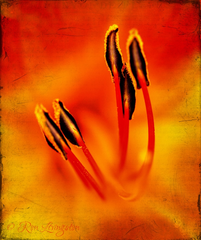 Stamen on Orange Lily