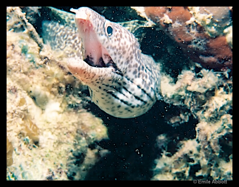 Morey eel - ID: 14815144 © Emile Abbott